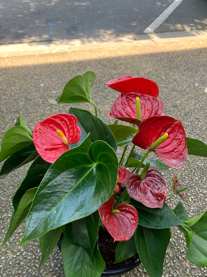 Anthurium Laceleaf Plant