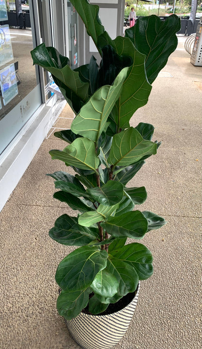 Fiddle Leaf Ficcus