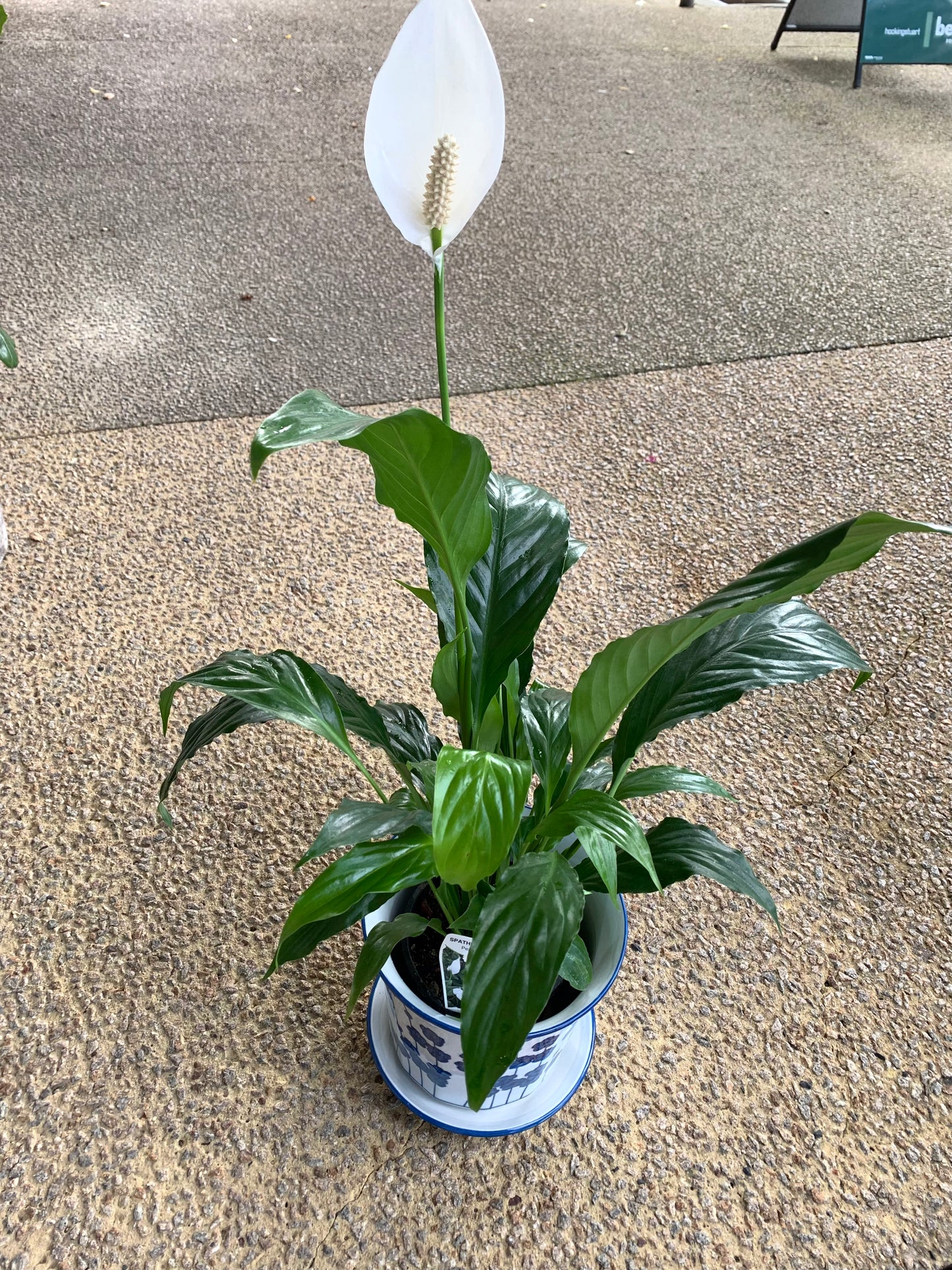 Peace lily