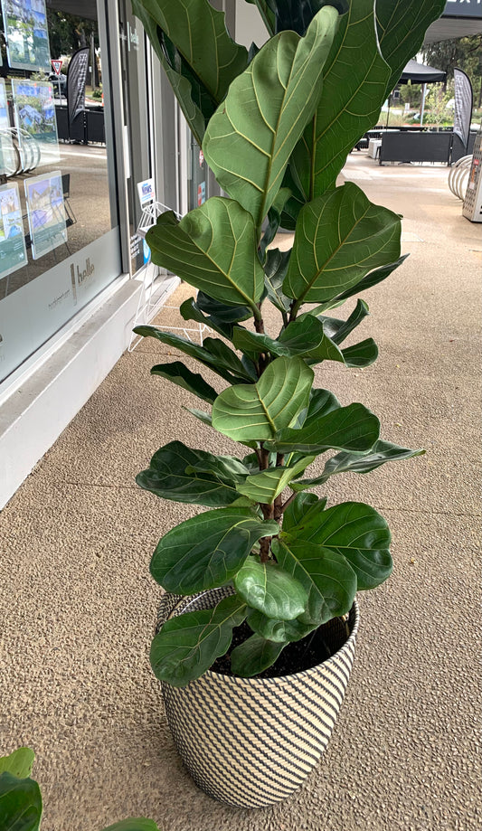 Fiddle Leaf Ficcus