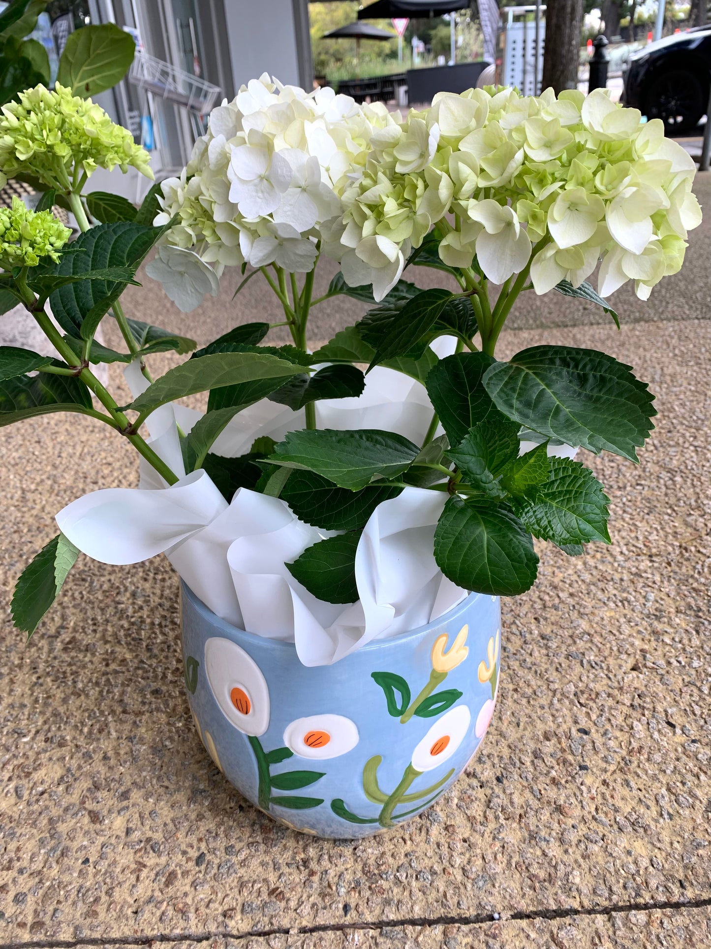 Hydrangea with ceramic pot