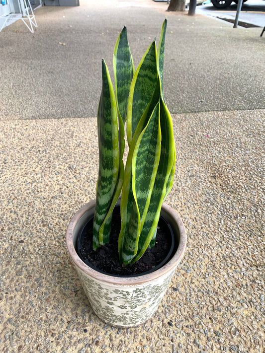 Sansevieria (Mother in Law’s tongue ) with ceramic pot