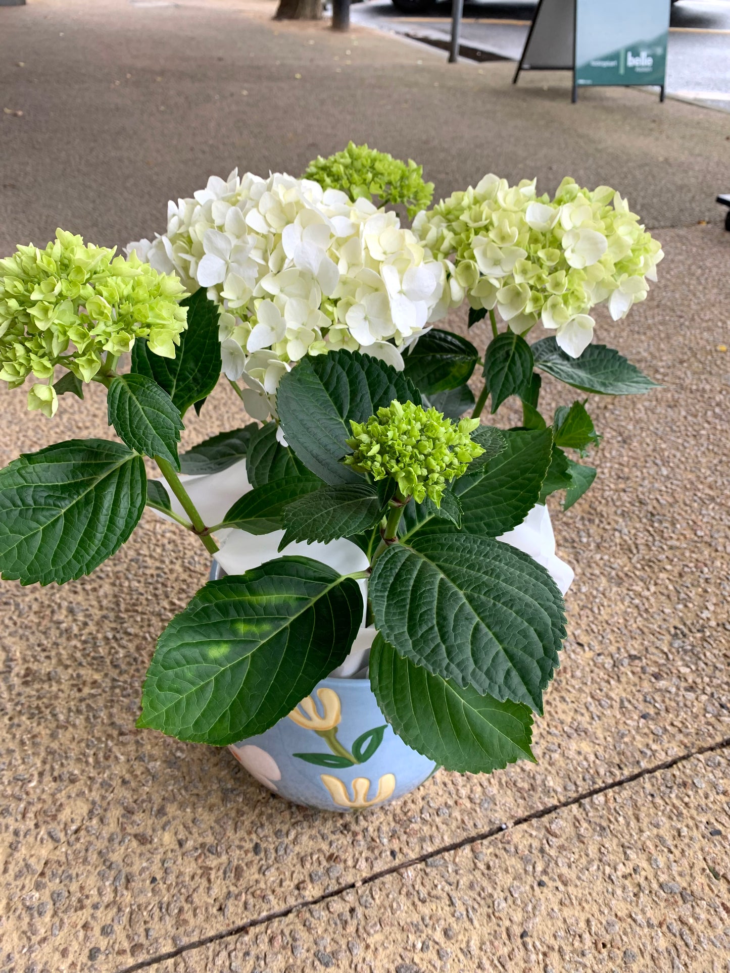 Hydrangea with ceramic pot