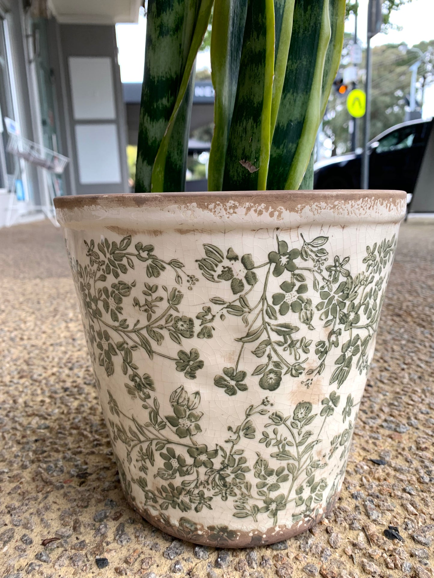 Sansevieria (Mother in Law’s tongue ) with ceramic pot