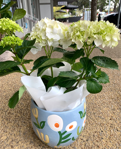 Hydrangea with ceramic pot