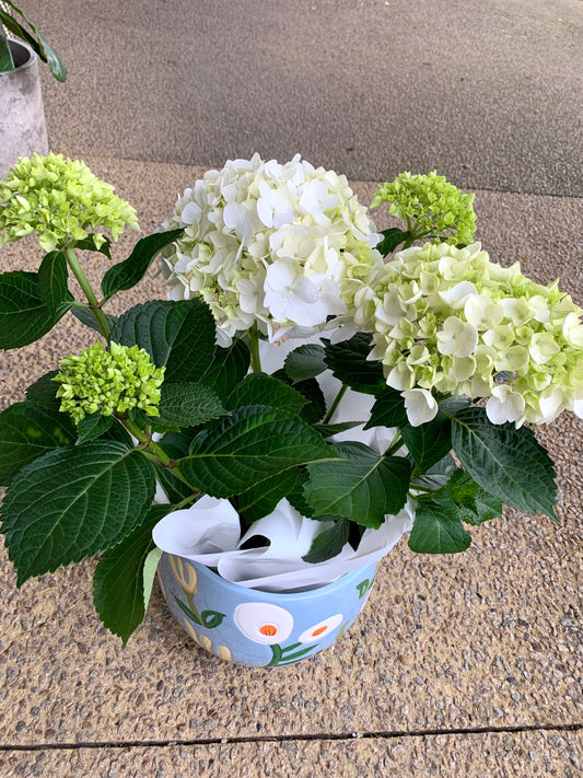 Hydrangea with ceramic pot