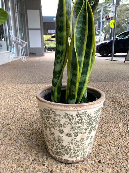 Sansevieria (Mother in Law’s tongue ) with ceramic pot