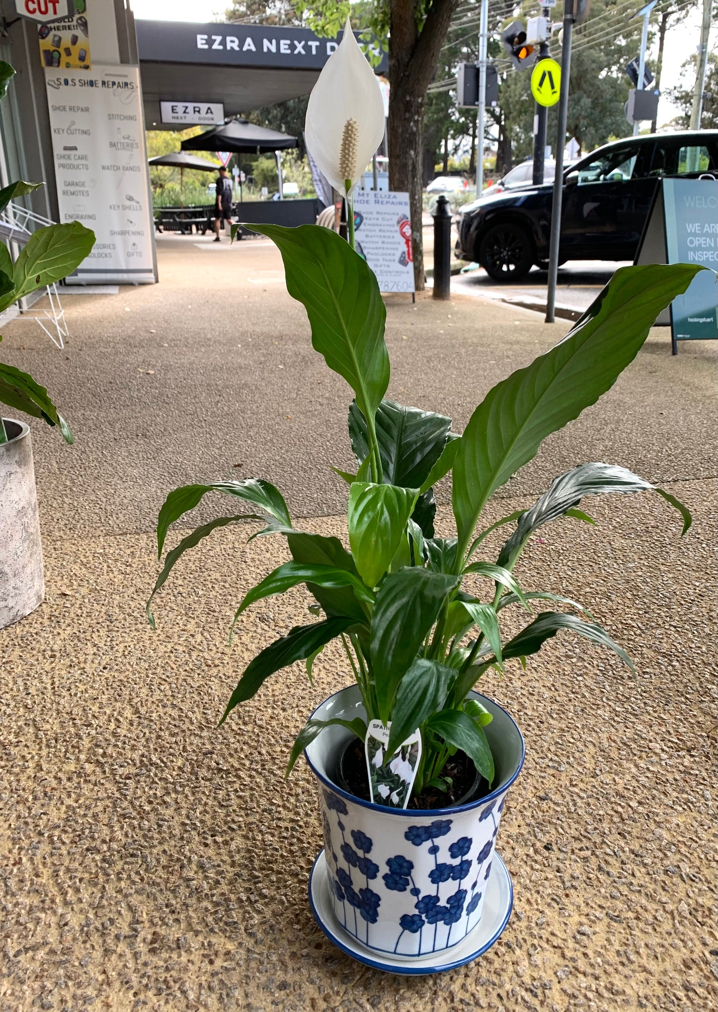 Peace lily