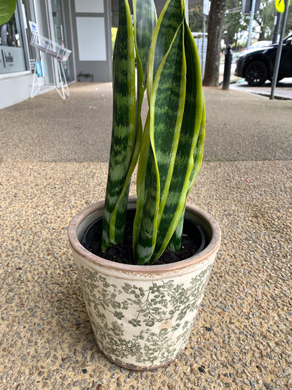 Sansevieria (Mother in Law’s tongue ) with ceramic pot