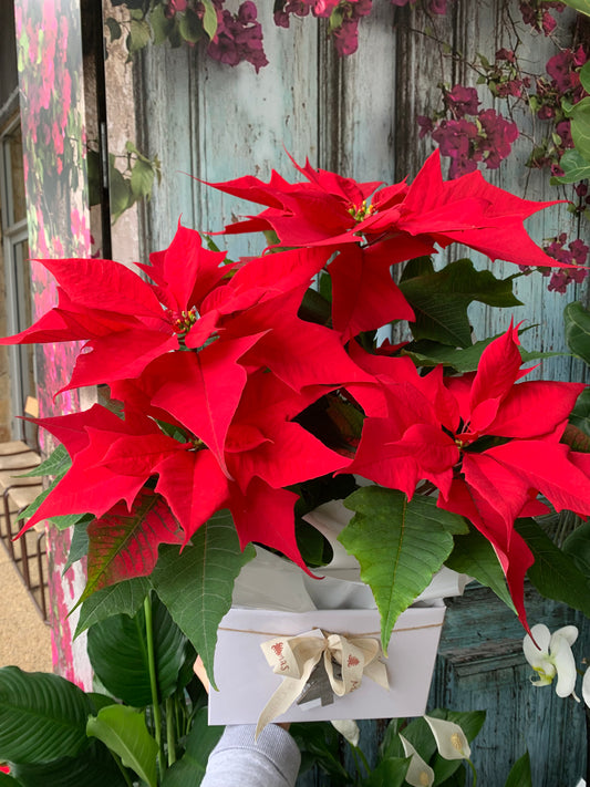 Poinsettia Plant