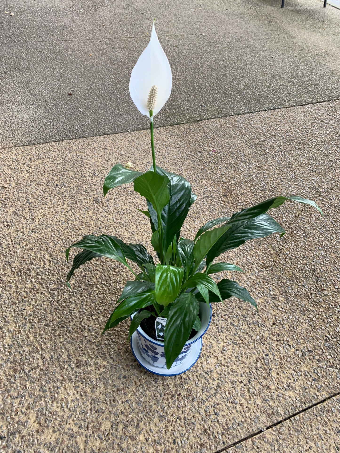 Peace lily