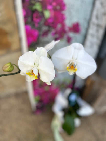 Orchid plant in pot