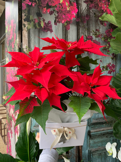 Poinsettia Plant